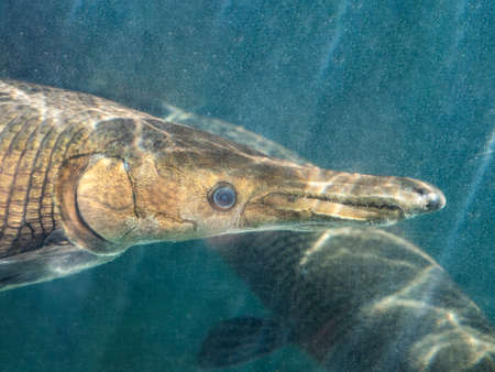 Closeup Alligator Gar or Atractosteus spatula Swimming Underwaterの写真素材
