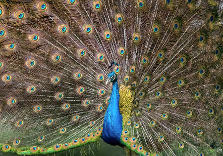Closeup Male Indian Peafowl or Indian Peacock is Spreading Feathers の写真素材