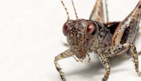 Macro Photography of Cricket Isolated on White Background with Copy Space