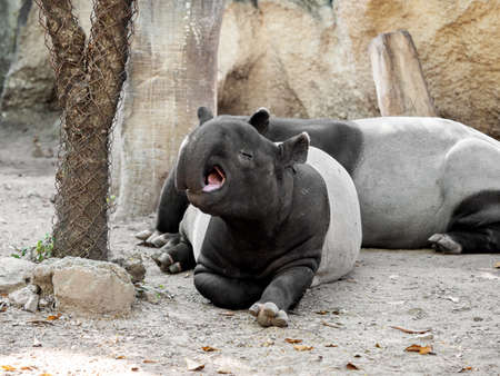 Cute Moment of  Malayan Tapir is Yawning の写真素材