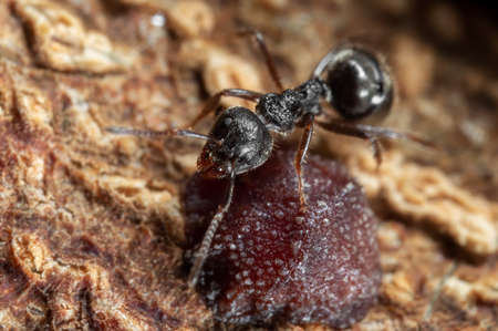Macro Photography of Black Garden Ant with Scale Insect on Tree Barkの写真素材