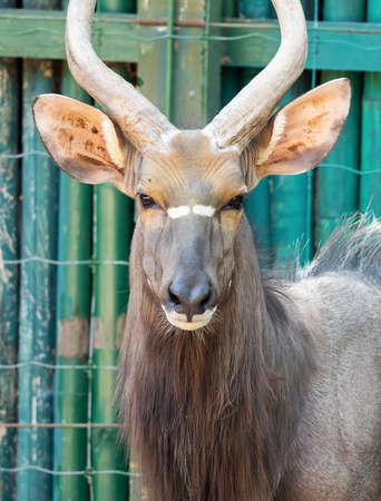 Closeup Head of Male Nyala Isolated on Colorful Background