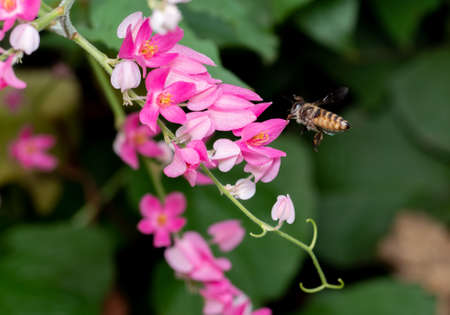 Closeup Group of Pink Flowers With Honey Bee Flying Nearbyの写真素材