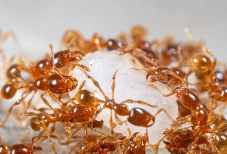 Macro Photography of Group of Pheidole Pallidula Ants Help Each Other to Transport Foodの写真素材