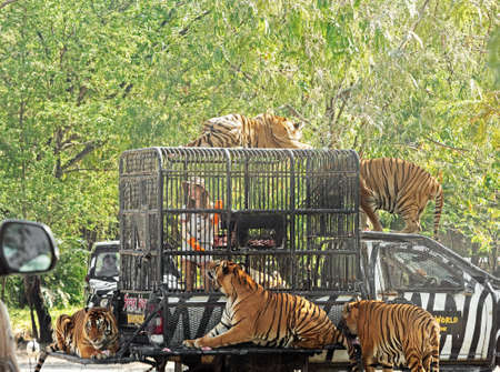 Bangkok, Thailand - December 09, 2019 : The girl is feeding five bengal tigers at Safari World zoo.のeditorial素材