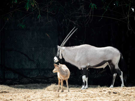 Closeup Oryx or Gemsbok with Little Deer Isolated on Background