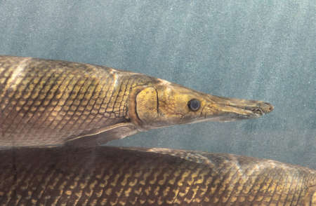 Closeup Alligator Gar Fish is Swimming in the Aquarium