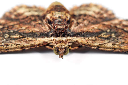 Macro Photography of Little Moth Isolated on White Floorの写真素材
