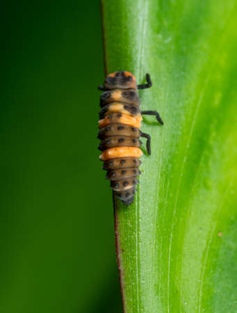 Macro Photography of Ladybug Larvae on Green Leaf Isolated on Backgroundの写真素材