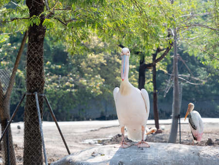 Closeup Great White Pelican was Standing on The Rock Isolated on Backgroundの写真素材