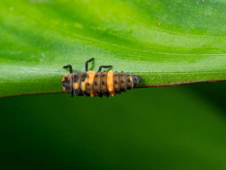 Macro Photography of Ladybug Larvae on Green Leaf Isolated on Background