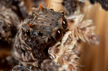 Macro Photography of Head of Portia Jumping Spider on a Broom