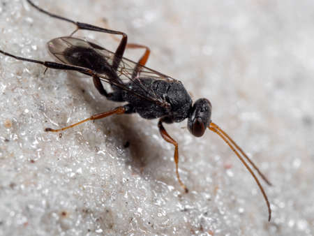 Macro Photography of Black Wasp on The Floor