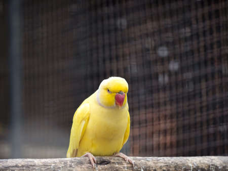 Closeup Yellow Rose Ringed Parakeet Perched on Branch Isolated on Backgroundの写真素材