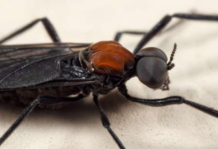 Macro Photography of Lovebug on The Floor