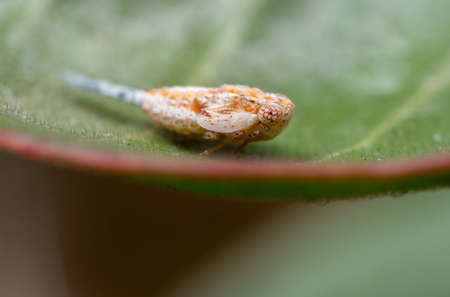 Macro Photography of Leafhopper on Green Leaf