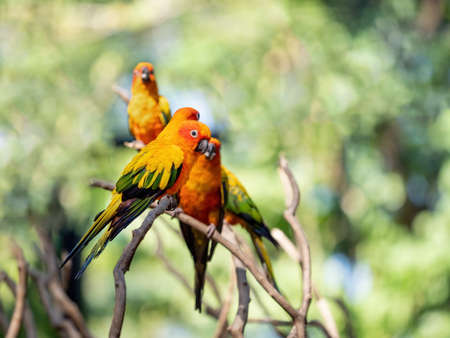 Closeup Sun Conure Parrot Perched on Branch Isolated on Backgroundの写真素材