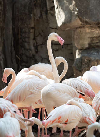 Closeup Group of Greater Flamingo in Tropical Nature