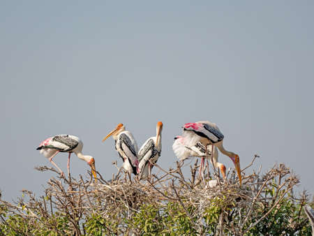 Closeup Group of Painted Stork Nesting on The Top of Treeの写真素材