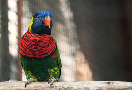 Closeup Coconut Lorikeet Perched on Branch Isolated on Background with Copy Space