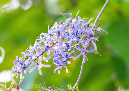 Closeup Purple Wreath Flowers or Petrea Volubilis Isolated on Nature Backgroundの写真素材