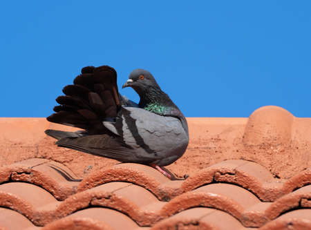 Closeup Rock Pigeon on The Roof Isolated on Blue Skyの写真素材