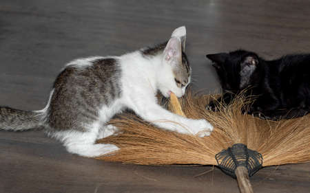 Closeup Two Little Kittens Playing with Broomの写真素材