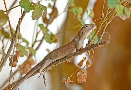 Closeup Brown Lizard Camouflage on tree branch