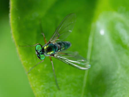 Macro Photography of Long Legged Fly on Green Leaf