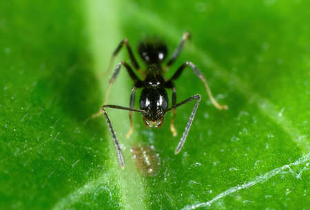 Macro Photography of Tiny Black Garden Ant with Scale Insect on Green Leaf