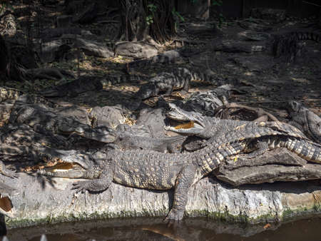 Closeup Group of Crocodiles were Sunbathing on The Groundの写真素材