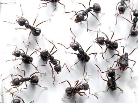 Macro Photography of Group of Black Ants are Sitting on White Wallの写真素材