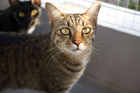 Close up Tabby Cat Looking at Camera Isolated on Background