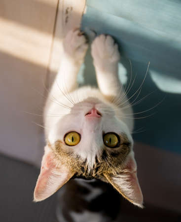 Close up Cute Tabby Cat Looking at Cameraの写真素材
