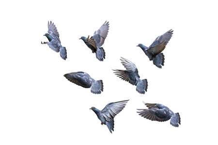 Movement Scene of Group of Rock Pigeons Flying in The Air Isolated on White Background with Clipping Pathの写真素材