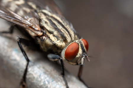 Macro Photography of Housefly Isolated on Backgroundの写真素材
