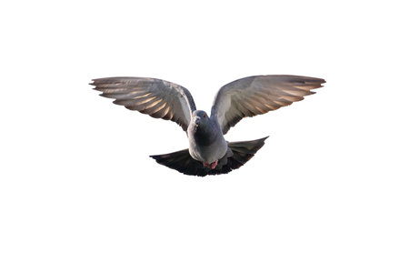 Movement Scene of Rock Pigeon Flying in The Air Isolated on White Background with Clipping Pathの写真素材