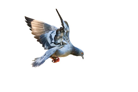 Movement Scene of Rock Pigeon Flying in The Air Isolated on White Background with Clipping Pathの写真素材