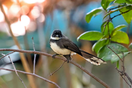 Close up Malaysian Pied Fantail Perched on Branchの写真素材