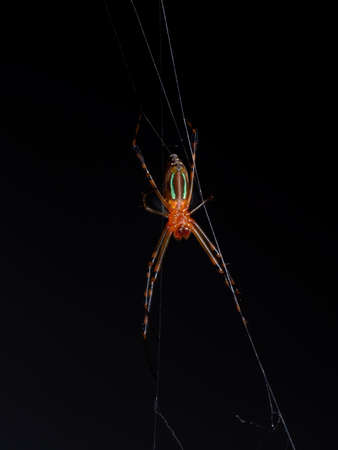 Macro Photography of Orange Spider on The Web Isolated on Black Background