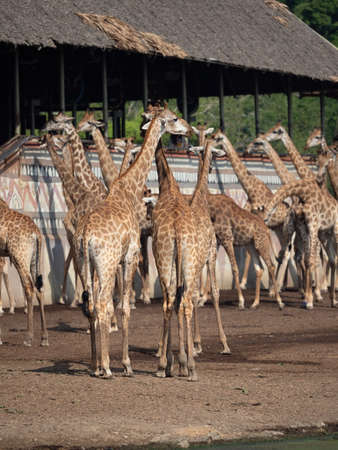 Close up Group of Giraffes were Standing on The Ground