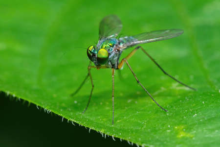 Macro Photography of Long Legged Fly on Green Leafの写真素材
