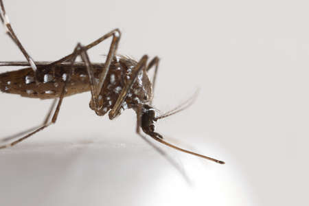 Macro Photography of Yellow Fever Mosquito on White Floorの写真素材