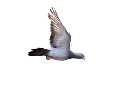 Movement Scene of Rock Pigeon Flying in The Air Isolated on White Background with Clipping Pathの写真素材