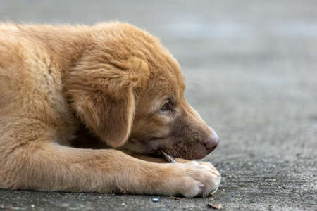 A close-up puppy is chewing on a branch.