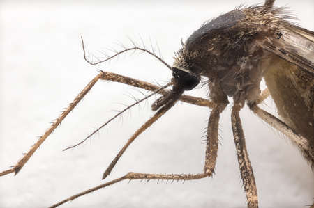 Macro Photography of Mosquito on White Floor