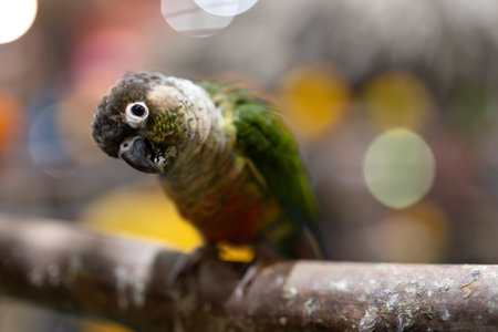 Close-up of Green cheeked conure looking at camera. The cute parrot tilts its head and looks at the camera.の写真素材
