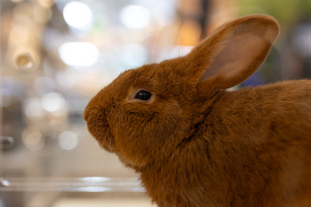 Close-up of a chubby brown rabbit on the background. Side view of a cute brown rabbit.の写真素材
