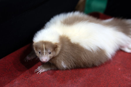Close-up of a brown striped skunk on a red floor. Brown striped skunk resting.の写真素材