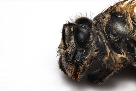 Macro photo of a honey bee at 5x magnification. Super macro of a honey bee.